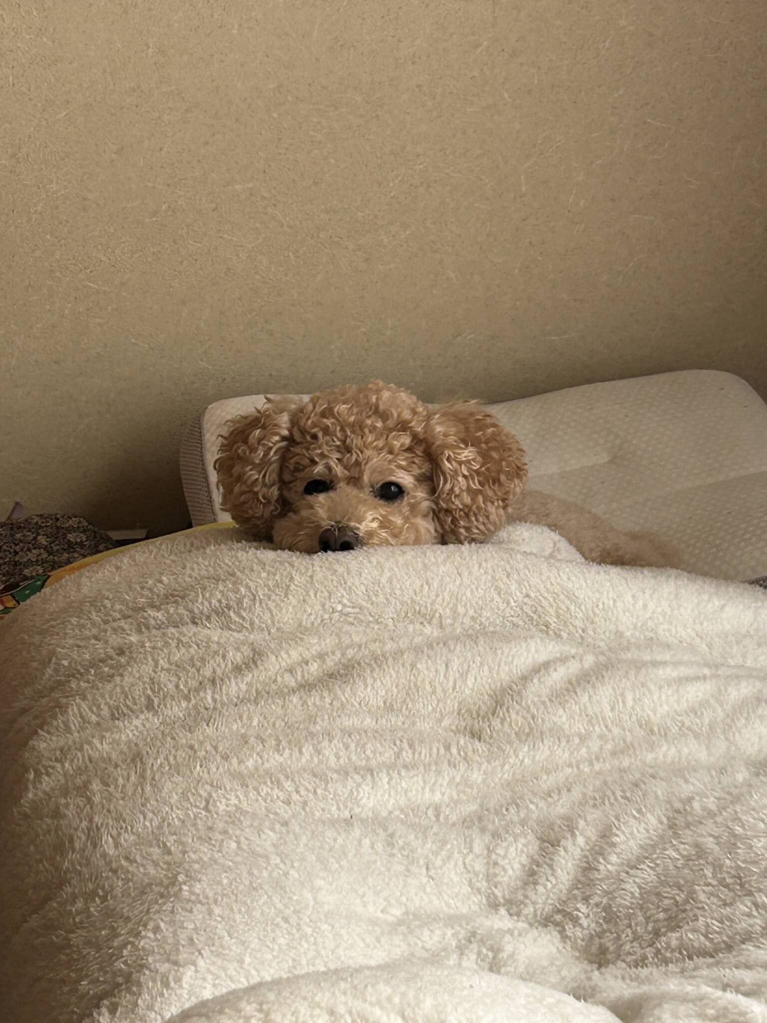 最近のぽんず🐶