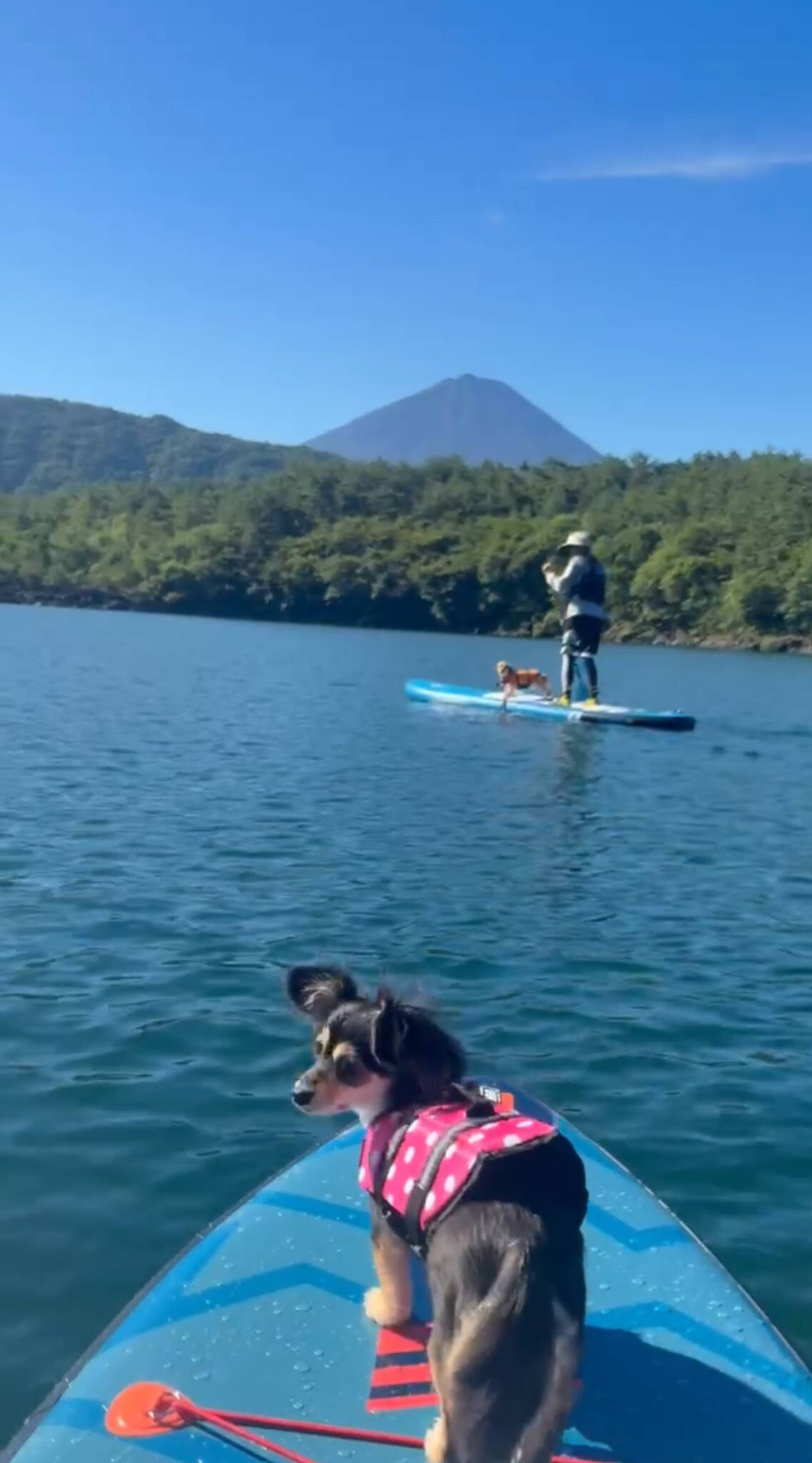 SUP犬🐕🏄