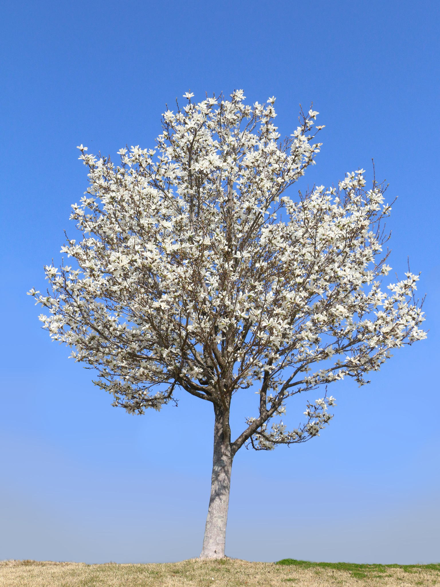 暖かくなってきました🌸