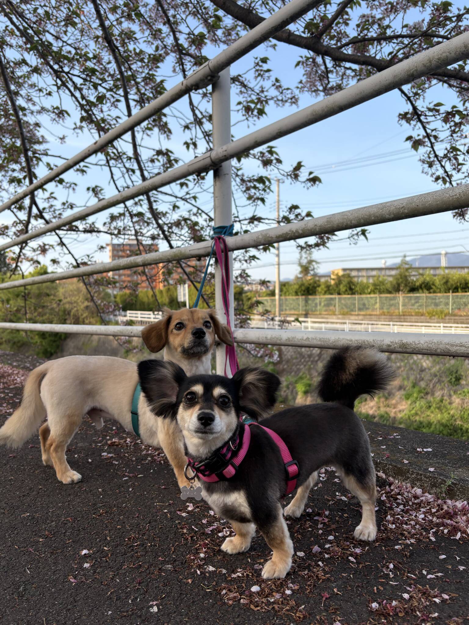 早めの熱中症対策を