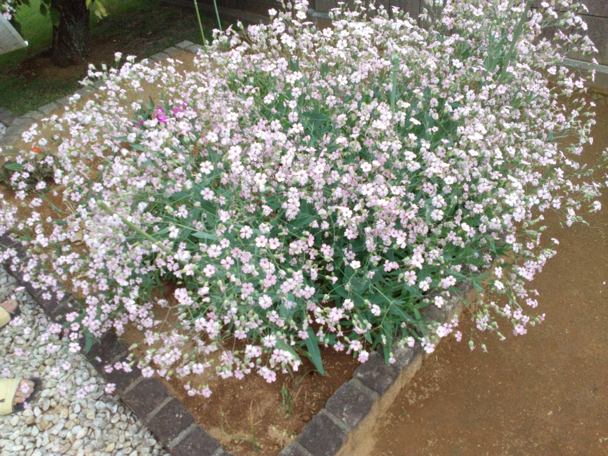 ピンク色のかすみ草